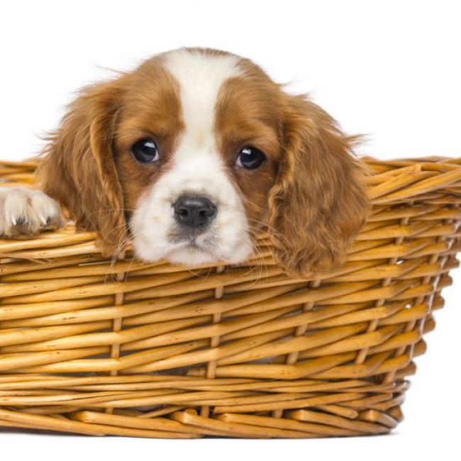 KingCavalierSpanieltevredeninhaarmandjeBachBloesemMixvanGreetje.jpg