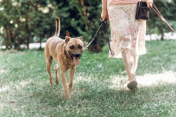 Wat zegt de ademhaling over je hond