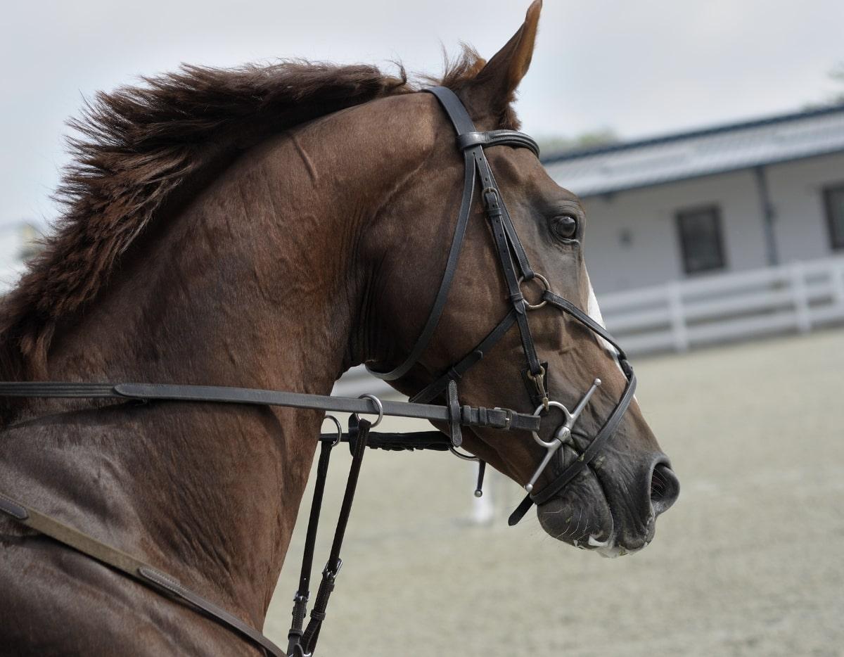 Onzeker paard-min.jpg