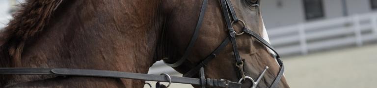 Is je paard onzeker? Lees deze 4 tips