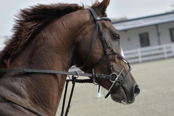 Is je paard onzeker? Lees deze 5 tips
