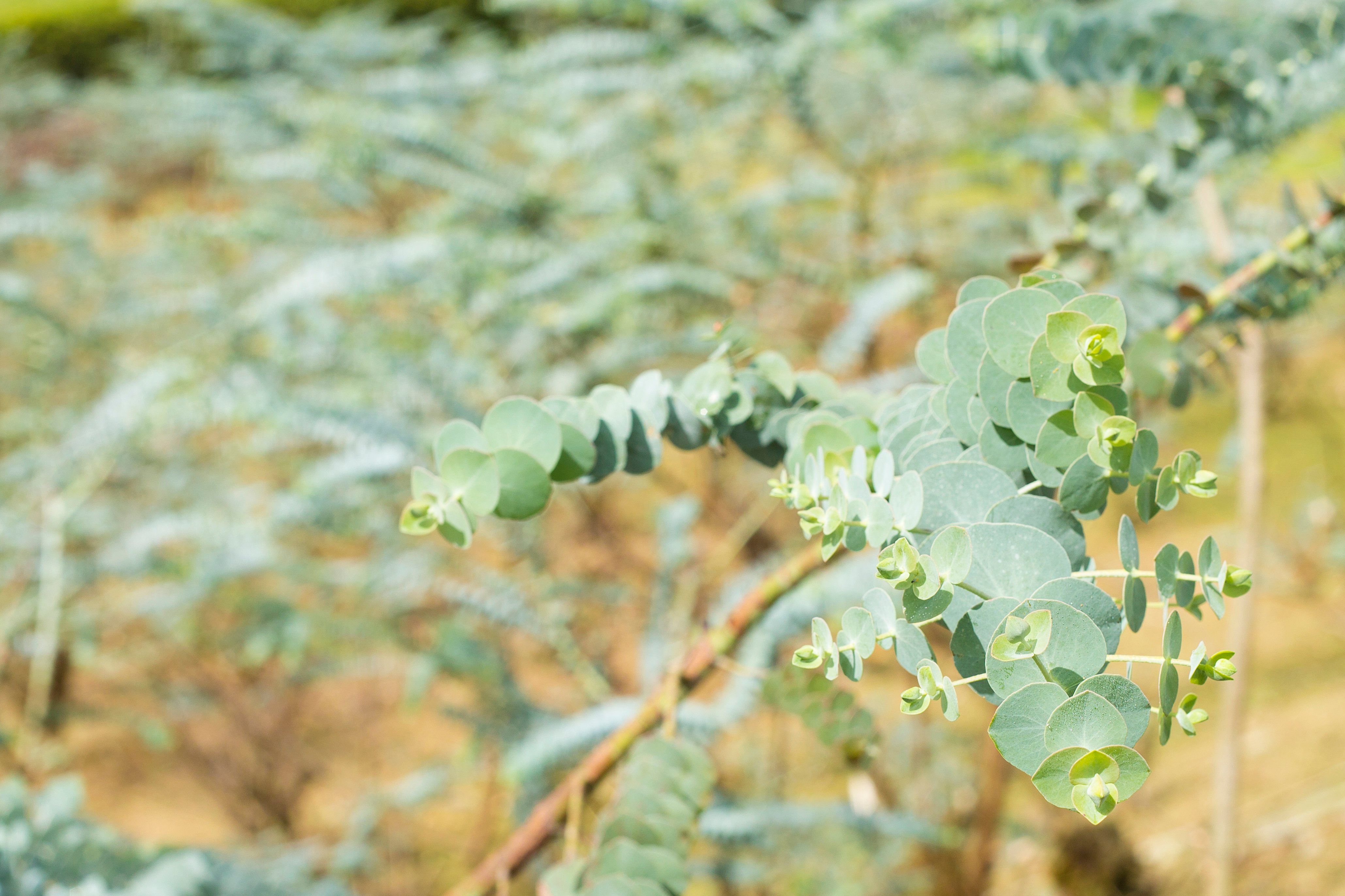 eucalyptus plant foto blog.png