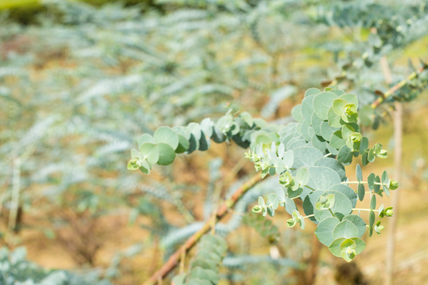 Eucalyptus olie gevaarlijk of veilig? Welke soort kies je best?