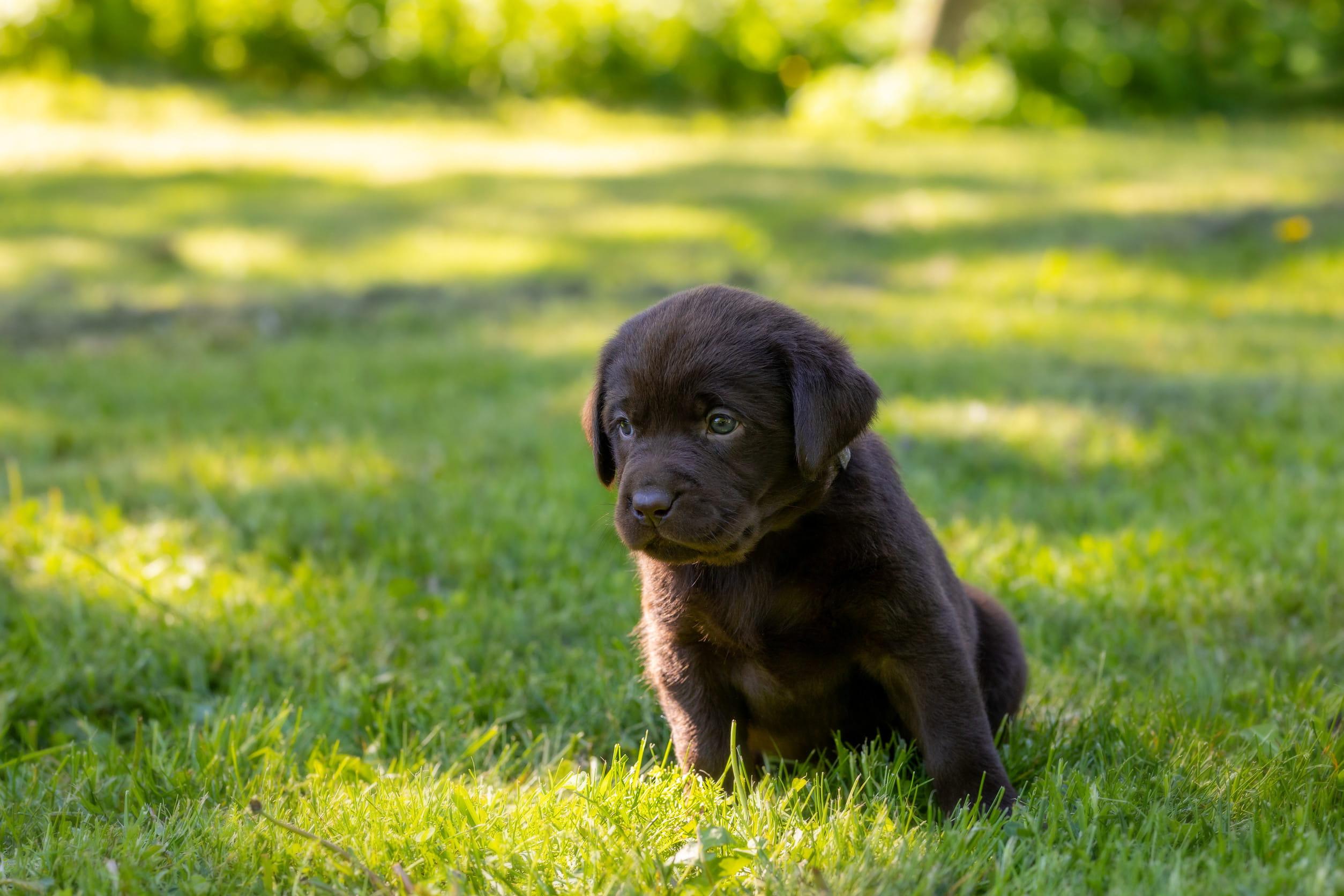 Zindelijkheidstraining bij je hond