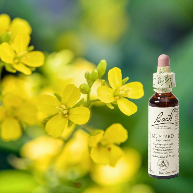 Mustard - Ackersenf
