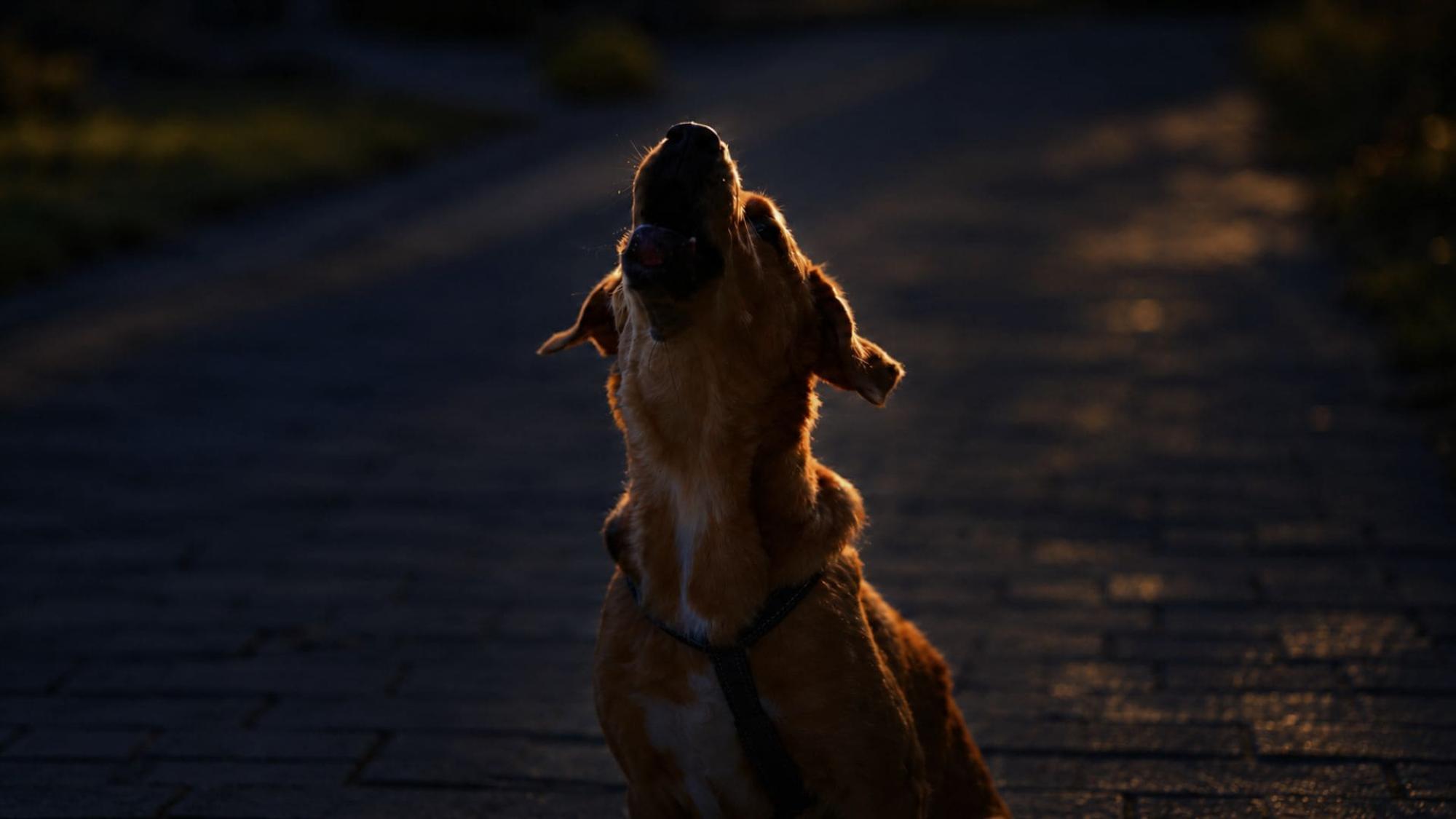 Wintertijd: klok verzetten & tips voor kind en hond