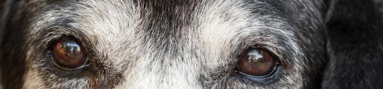 Demenz bei Hunden: Typische Verhaltensänderungen und wie Sie damit umgehen