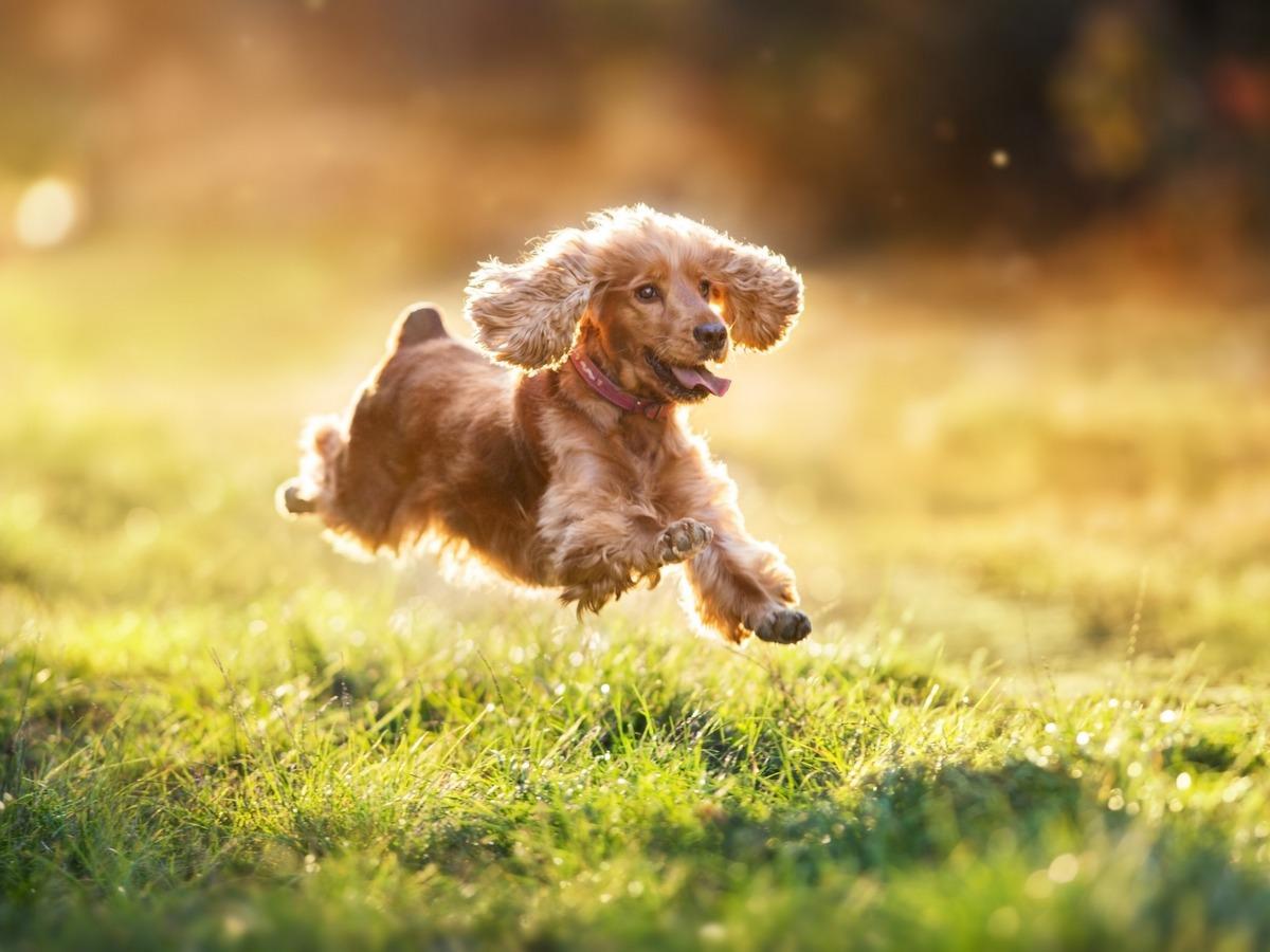 Hyperaktiven Hund beruhigen.jpg
