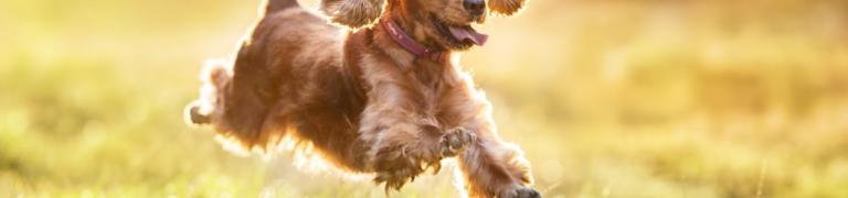 Mein Hund ist hyperaktiv (Symptome & Maßnahmen)