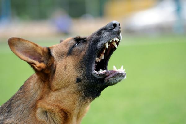 Hoe krijg je een blaffende hond stil?