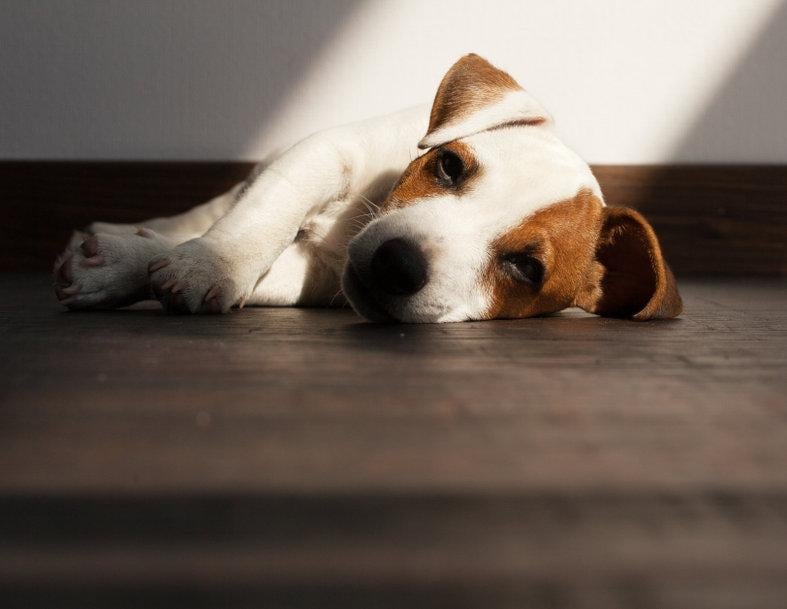Hond met buikpijn verhelpen