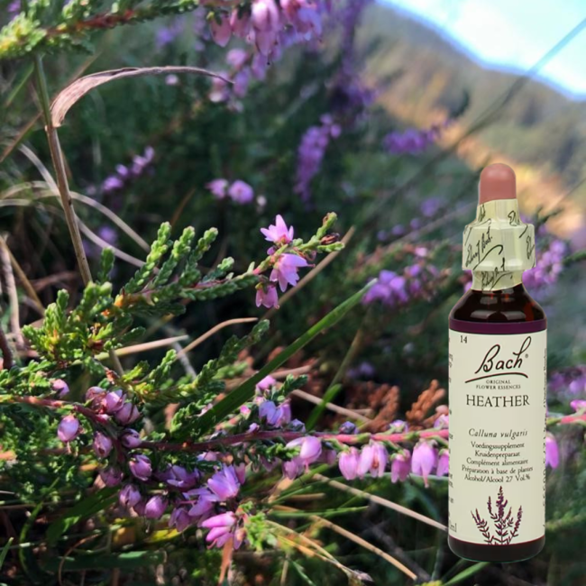 Heather - Besenheide