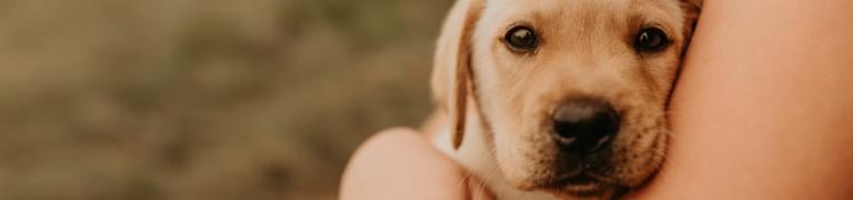 5 typische Verhaltensmuster beim Hund in der Pubertät (+ Tipps)