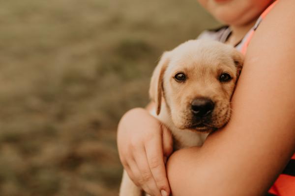 5 typische Verhaltensmuster beim Hund in der Pubertät (+ Tipps)