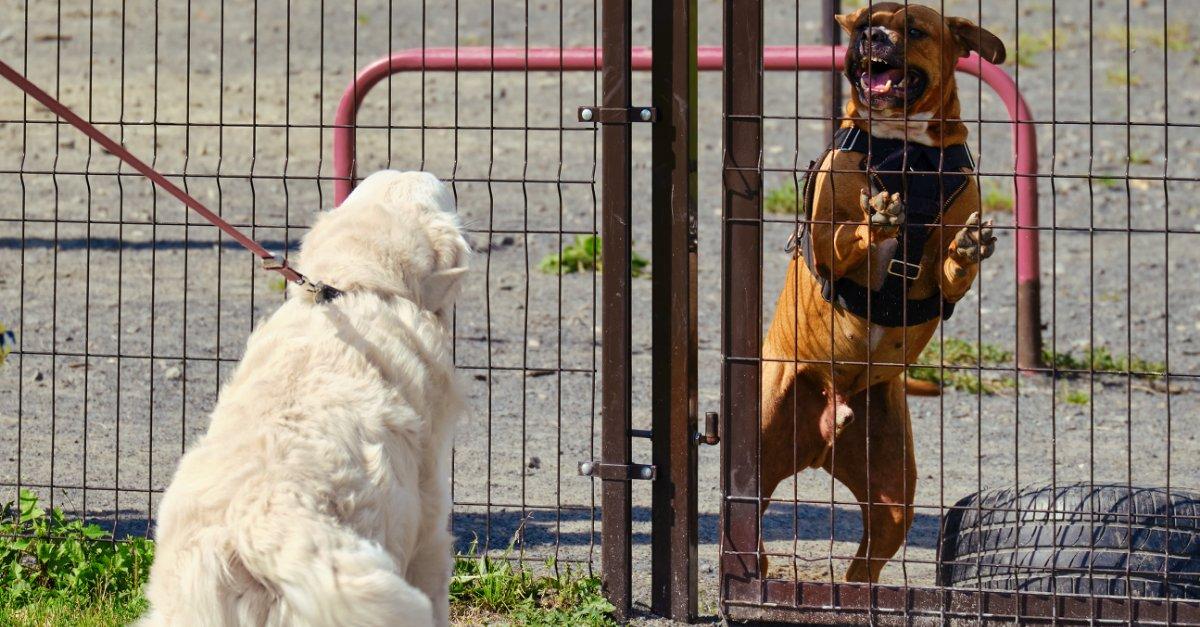 Hund ist aggressiv Tipps.jpg