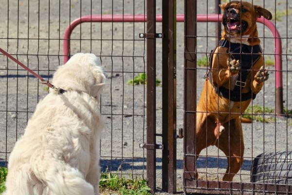 Mein Hund ist aggressiv (6 Tipps, die wirklich helfen)