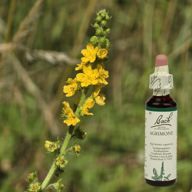 Agrimony