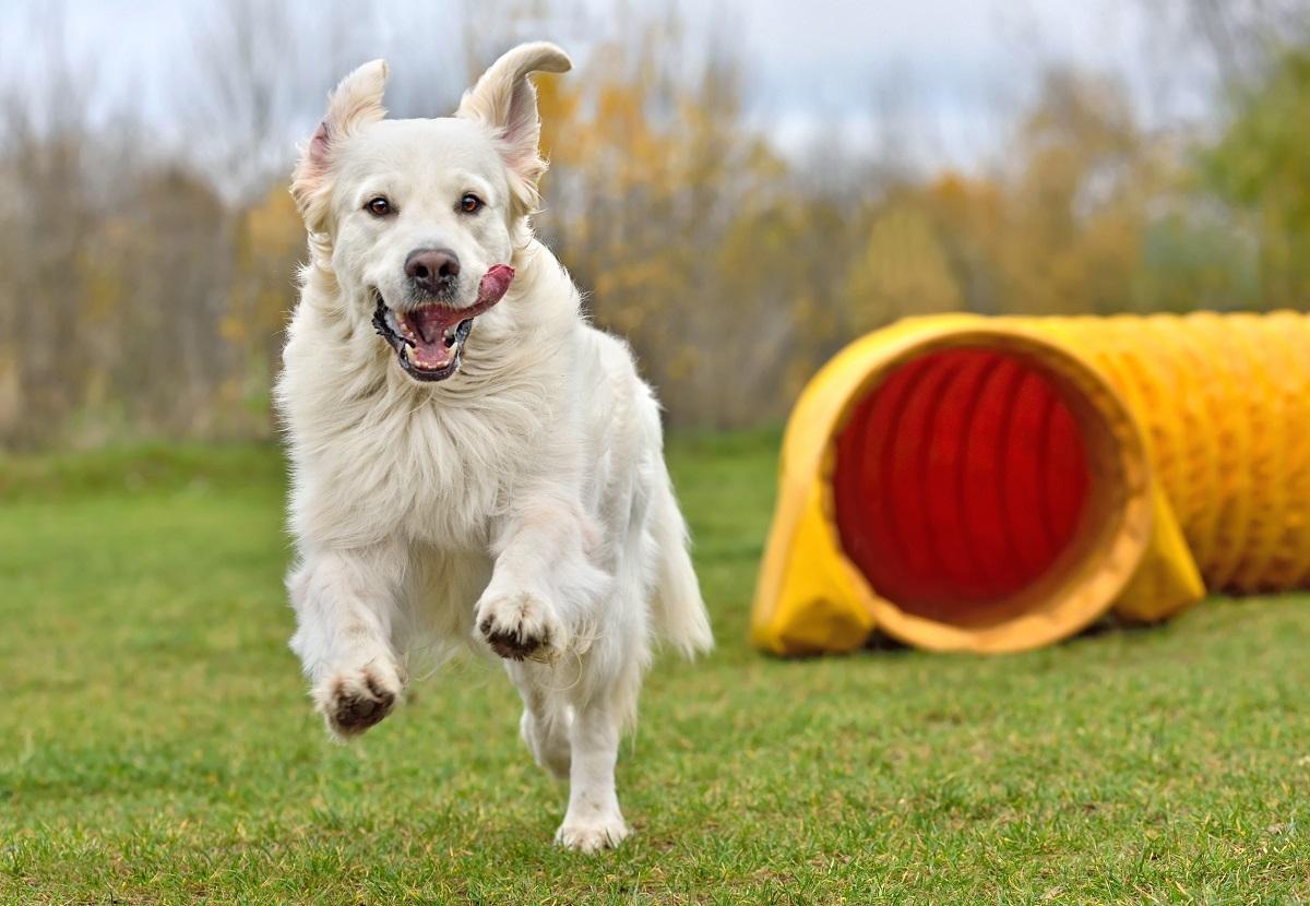 Hundespiele drinnen draussen.jpg