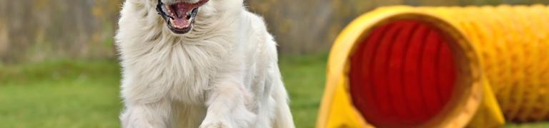 Die besten Hundespiele für drinnen & draußen