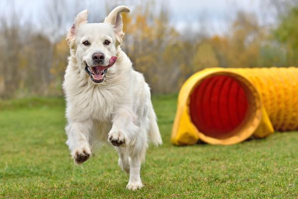 Die besten Hundespiele für drinnen & draußen