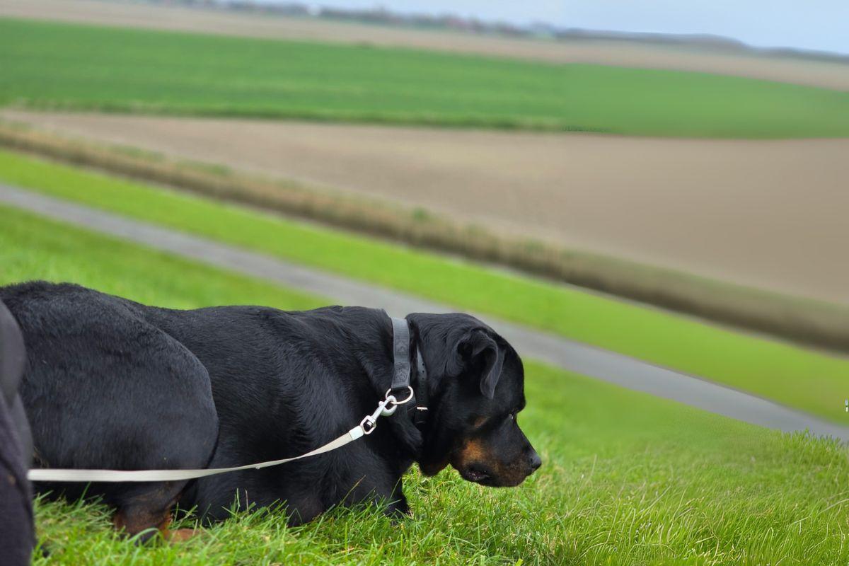 uitlaten overprikkelde hond wandelen aan de riem