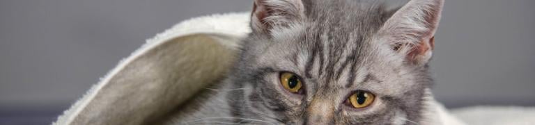 Epilepsie bij een kat: voor, tijdens en na de aanval
