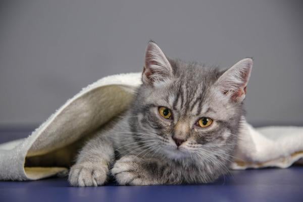 Epilepsie bij een kat: voor, tijdens en na de aanval