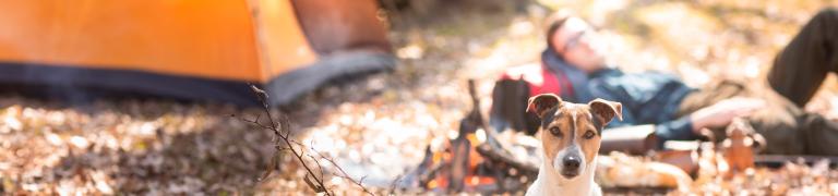 10 Tipps für einen entspannten Urlaub mit Hund