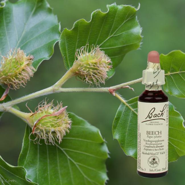 Beuk - Beech