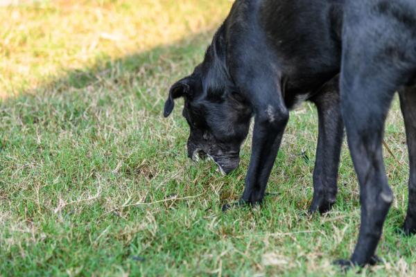 Help! Mijn hond eet gras!