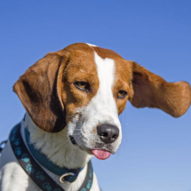 Beagle.jpg