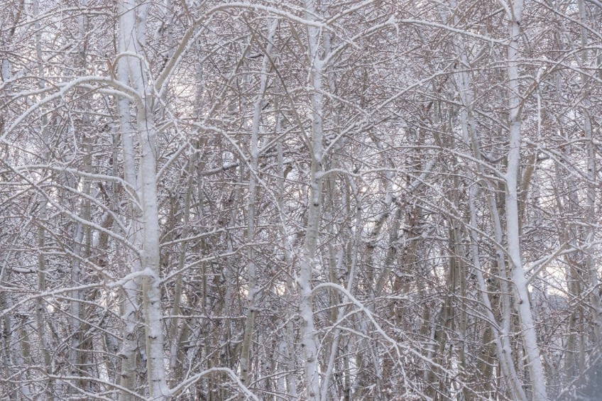 Bachbloesem aspen Populus tremula.jpg