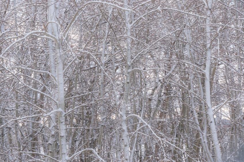 Bach bloesem Aspen