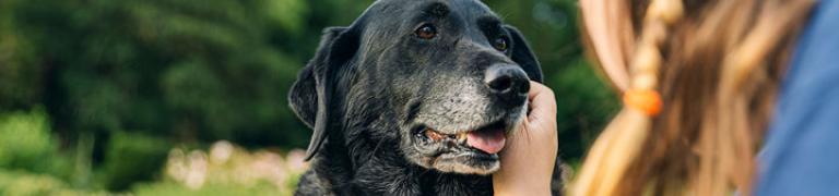 Hat Ihr Hund häufig Bauchschmerzen? Symptome, Ursachen und Tipps