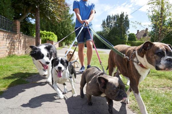 Hond trekt aan de leiband tijdens het wandelen