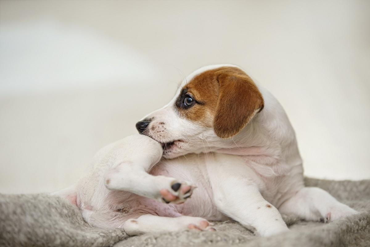 Hund Juckreiz.jpg