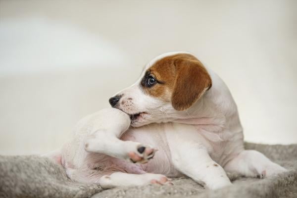 Hund mit Heuschnupfen: 4 Tipps