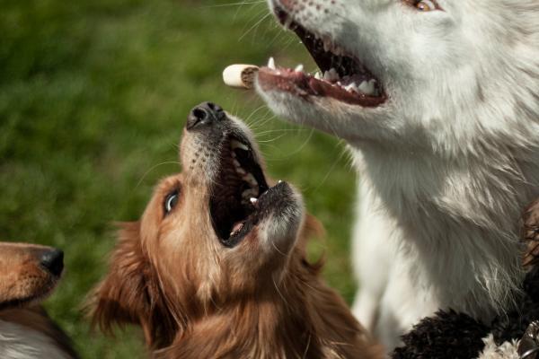 Stress bij je hond: hoe herken je het?