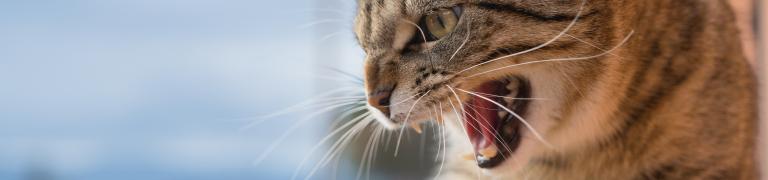 Aggressive Katze
