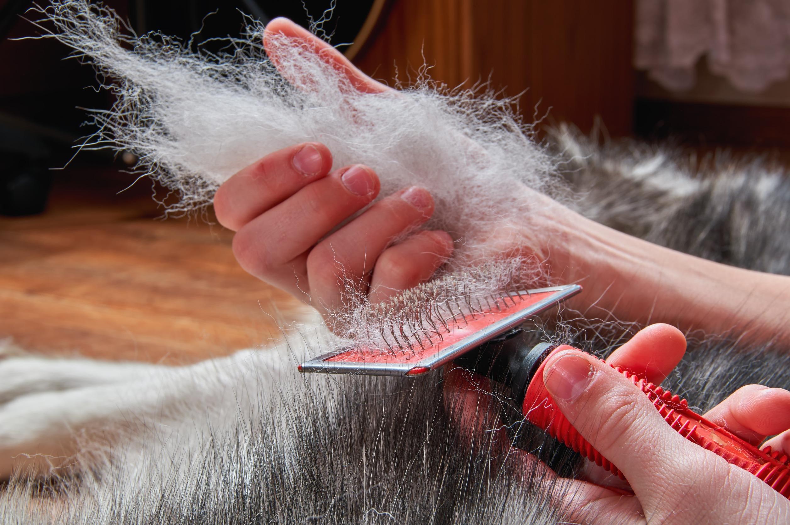 Hond verliest veel haar tijdens ruiperiode