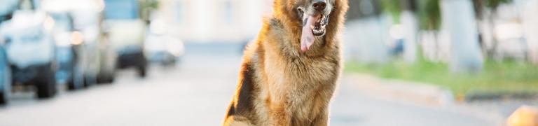 7 Tipps: So kommt Ihr Hund durch den Sommer