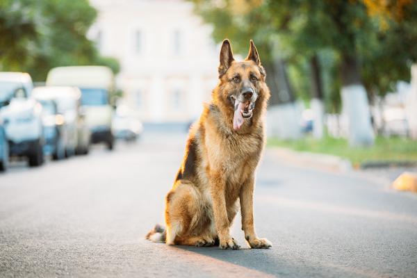 7 Tipps: So kommt Ihr Hund durch den Sommer