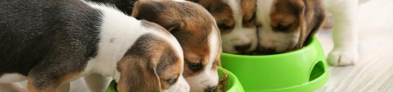 Futterneid beim Hund: Wie Futterneid entsteht und was wirklich hilft