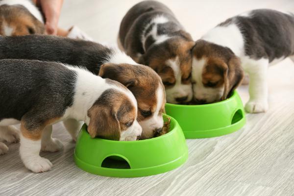Futterneid beim Hund: Wie Futterneid entsteht und was wirklich hilft