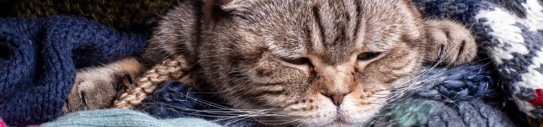 Stress bij Katten