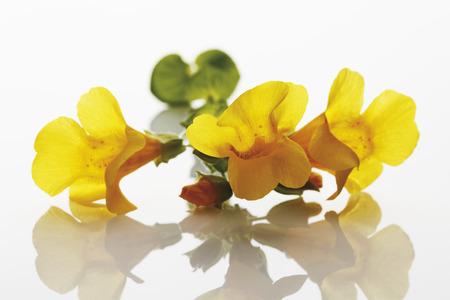 Mimulus BachBloesem Voor het overwinnen van je angst