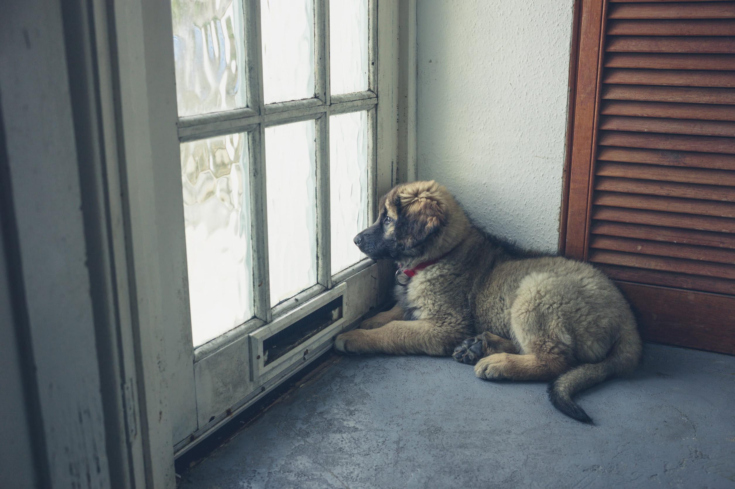 verlatingsangst-pup-alleen-bij-deur.jpg