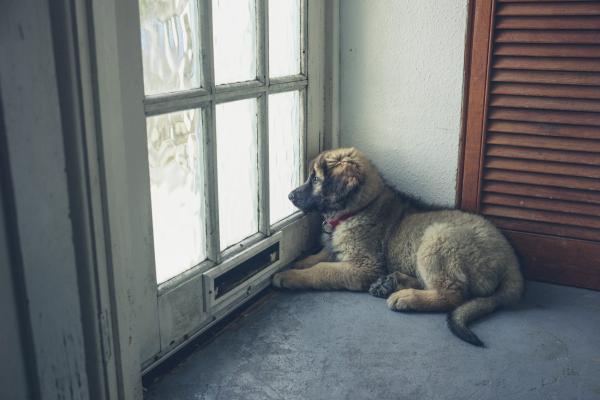 Pup verlatingsangst: wat kan je doen en helpt een natuurlijk middel?