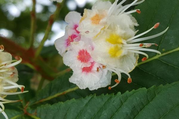 White Chestnut van denken naar voelen