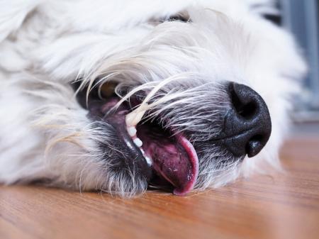 Hond Epilepsie Bachbloesem rescue druppeltjes hond.jpg